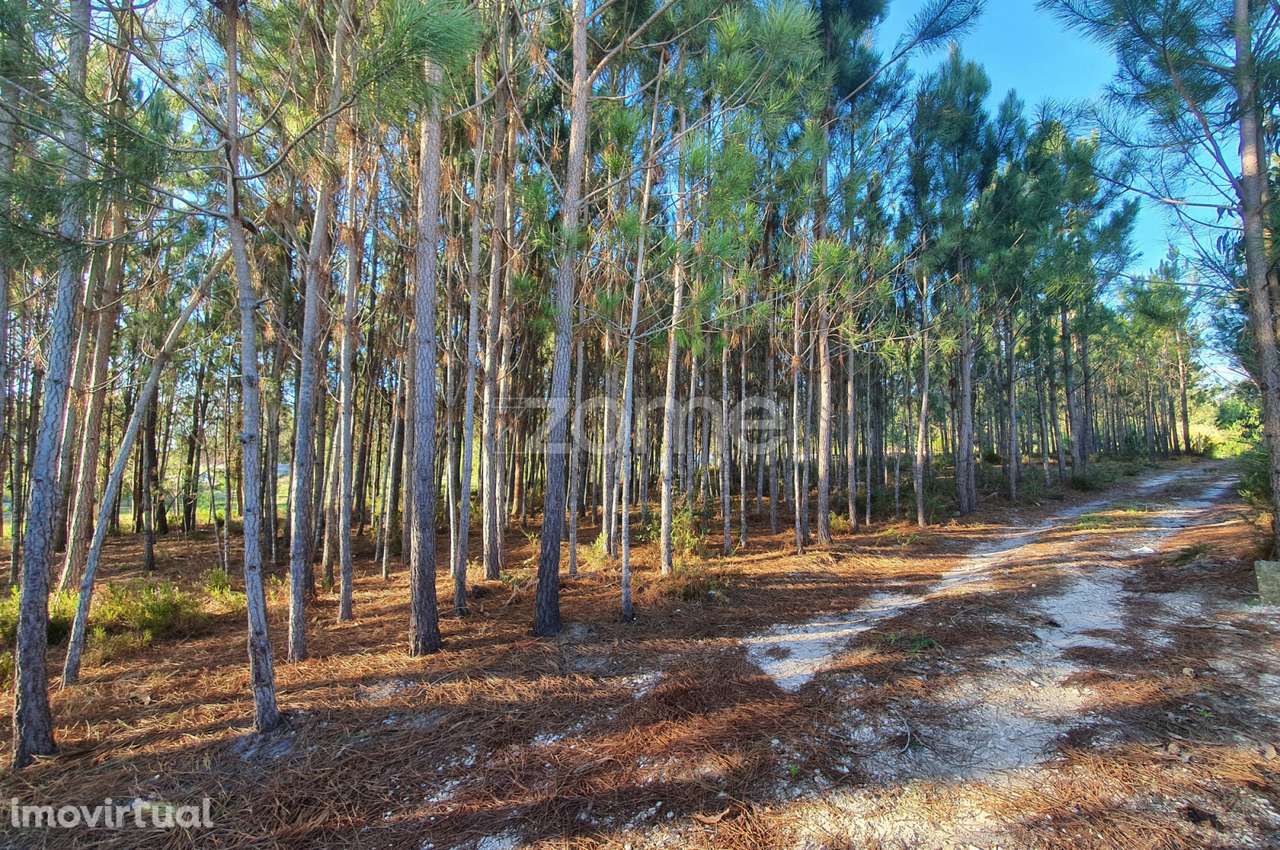 Terreno Rustico - Grande imagem: 5/15