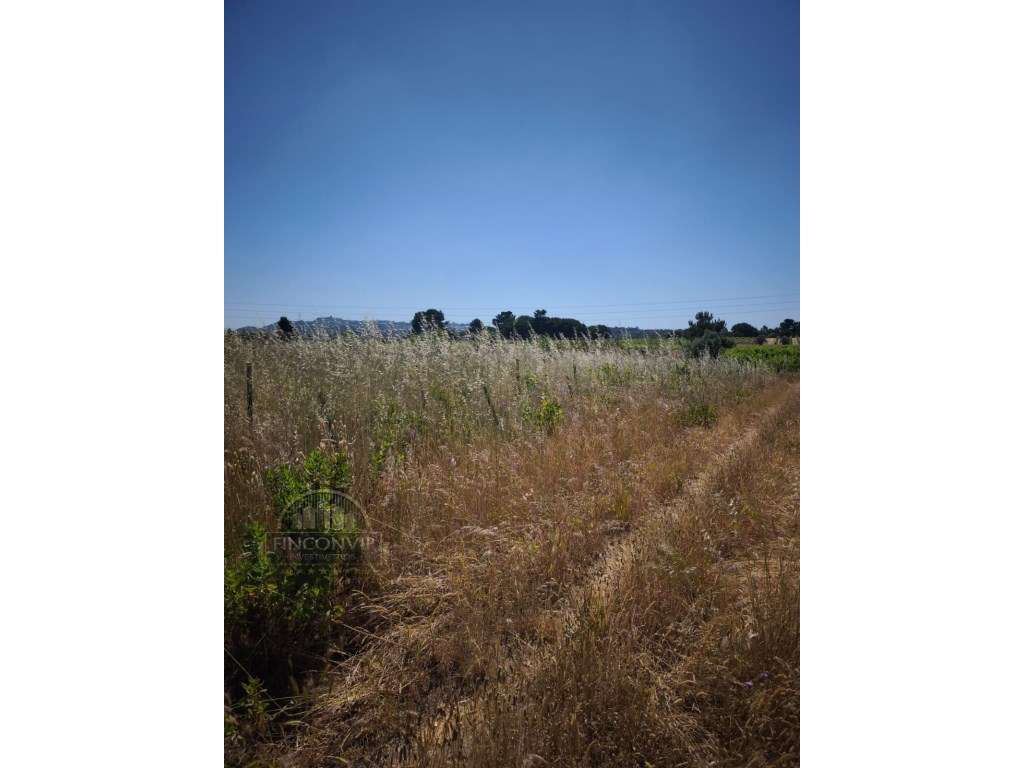 Dois lotes de terrenos rústicos na Quinta de Serralheiras em Palmela - Grande imagem: 3/13