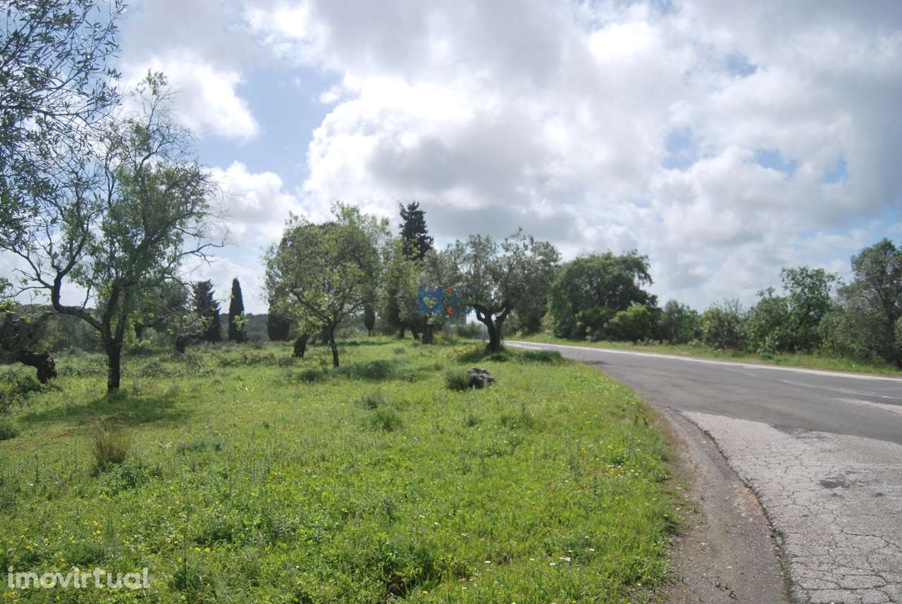 Terreno de 5 Hectares Torres Novas - Grande imagem: 4/24