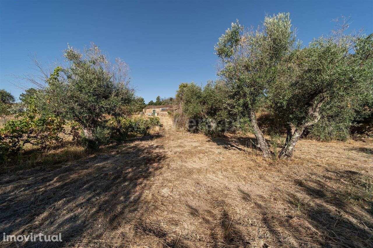 Terreno Rústico / Fundão, Pêro Viseu - Grande imagem: 5/19