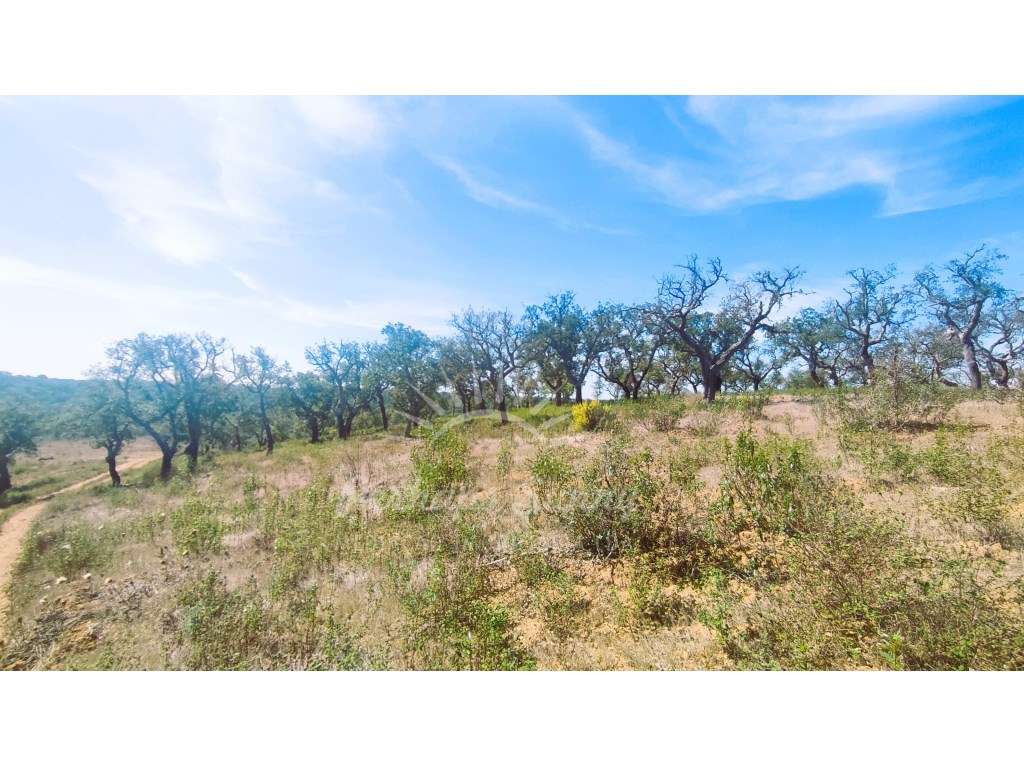 Terreno Rústico - Grande imagem: 4/19