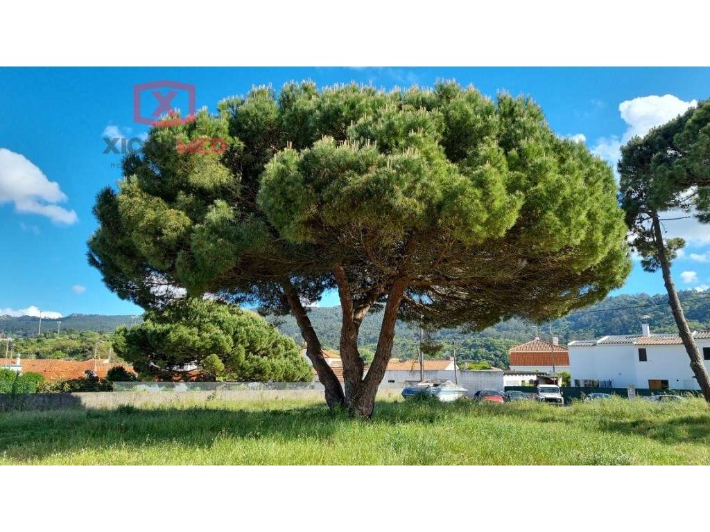 PIP APROVADO - COLARES - Grande imagem: 2/28