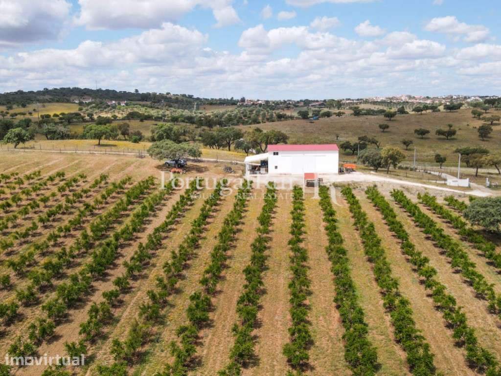 Terreno de 14 ha com plantação de Romaneiras - Grande imagem: 3/60