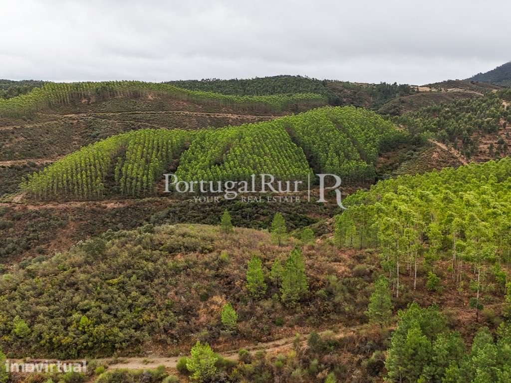Herdade de 44 ha com eucaliptos, pinhal e terreno para plantação - Grande imagem: 2/36