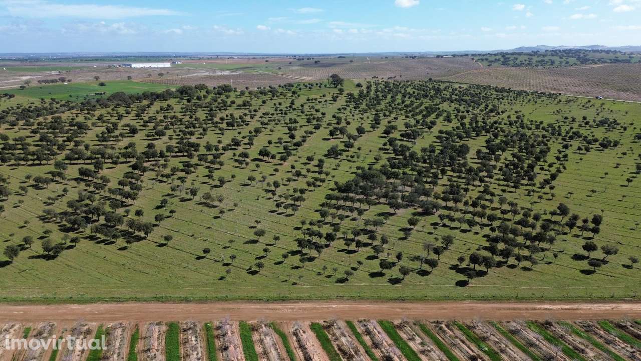 Herdade de 60,7 hectares a poucos minutos da A2 - Grande imagem: 5/24