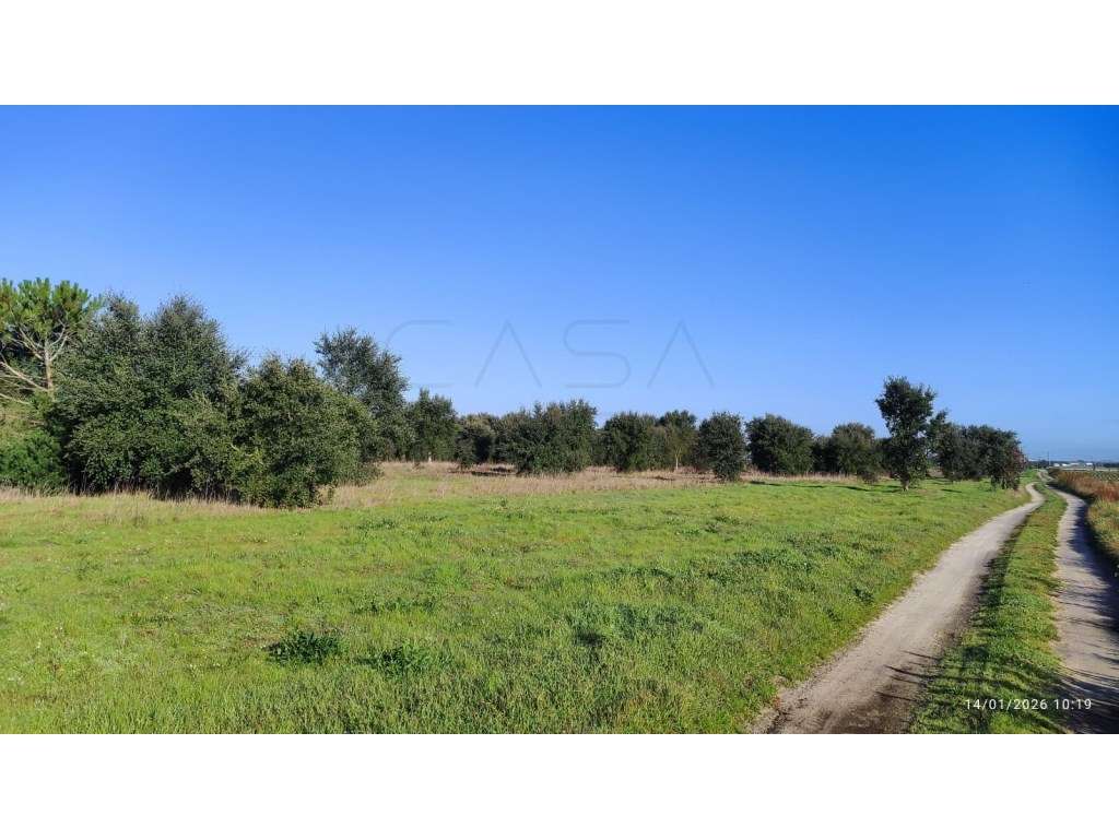 Terreno Exclusivo em Pegões (Fora da RAN) - 4,35 Hectares - Grande imagem: 3/9