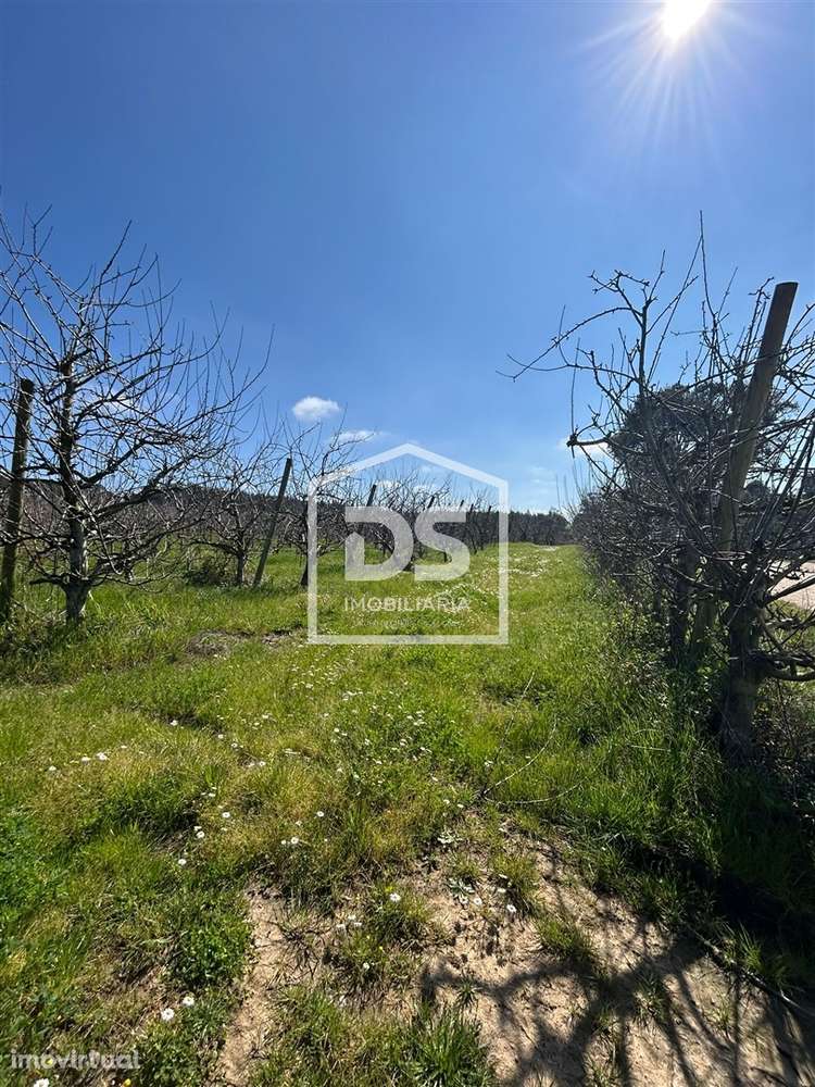 Terreno Rústico  Venda em Vimeiro,Alcobaça - Grande imagem: 3/4