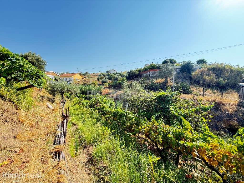 Terreno com Vinha com excelente exposição solar - Grande imagem: 5/36