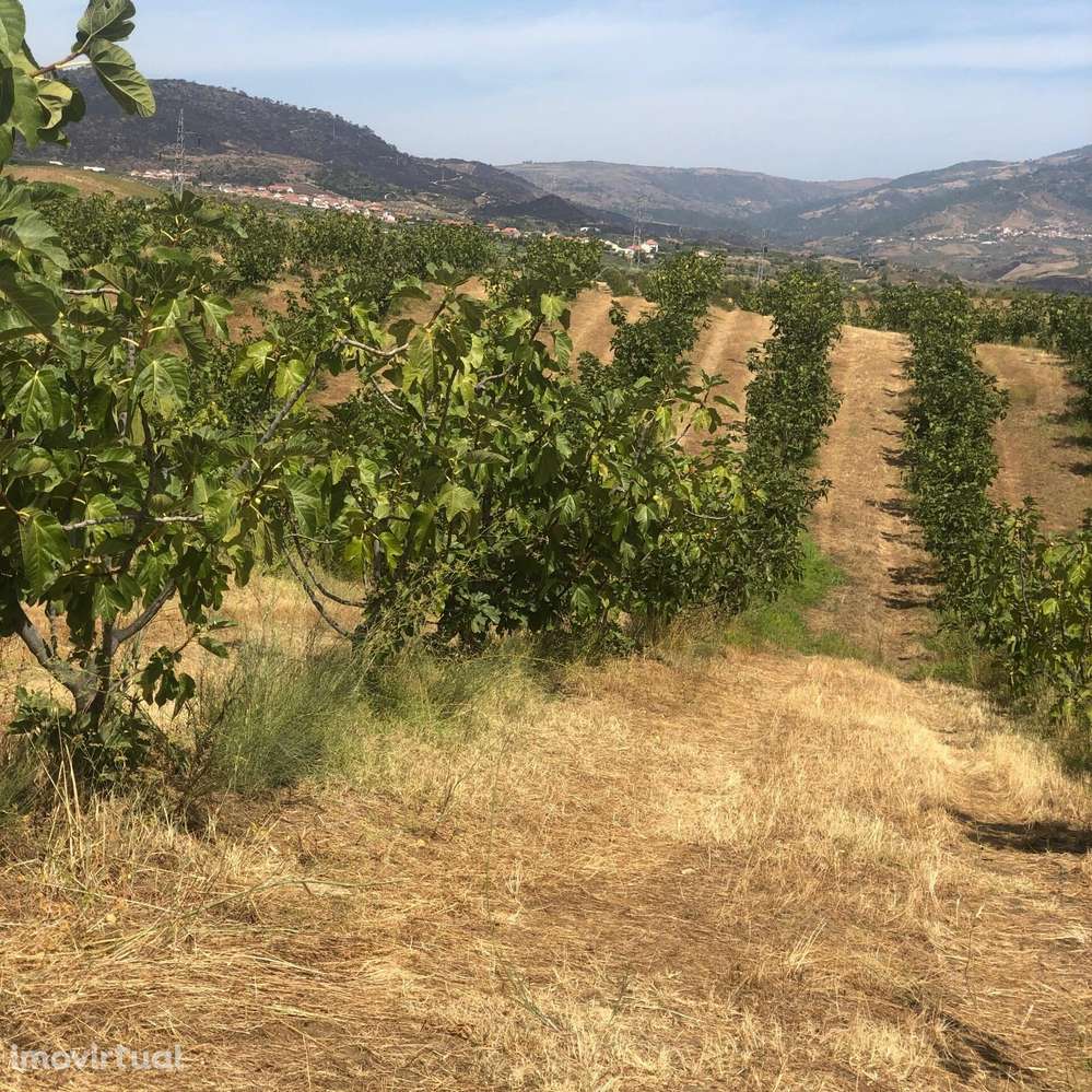 Quinta Agrícola em produção de Figos - Grande imagem: 4/14