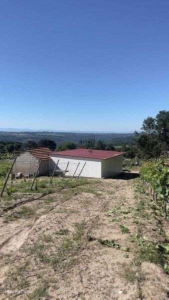 VENDE-SE Terreno rústico 9.230 m²  (vinha na REGIÃO DEMARCADA DO DÃO) - Grande imagem: 4/6