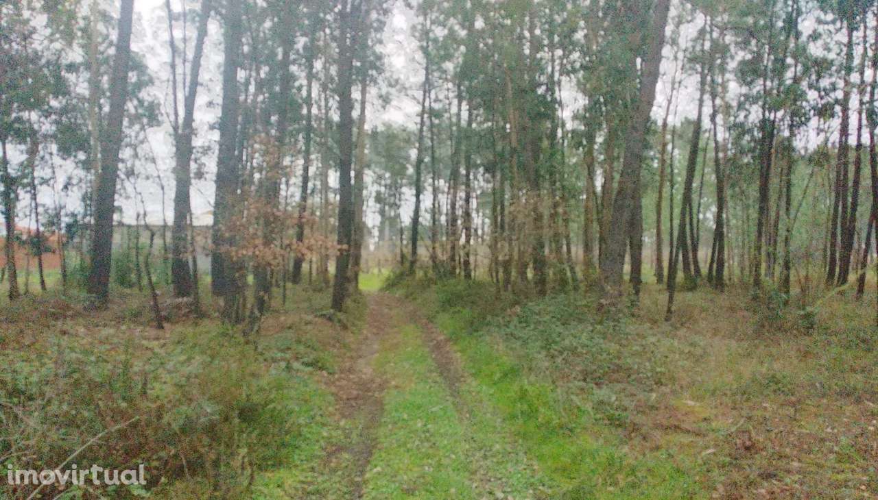 Terreno Rustico com pinheiros - Maceira. - Grande imagem: 2/12