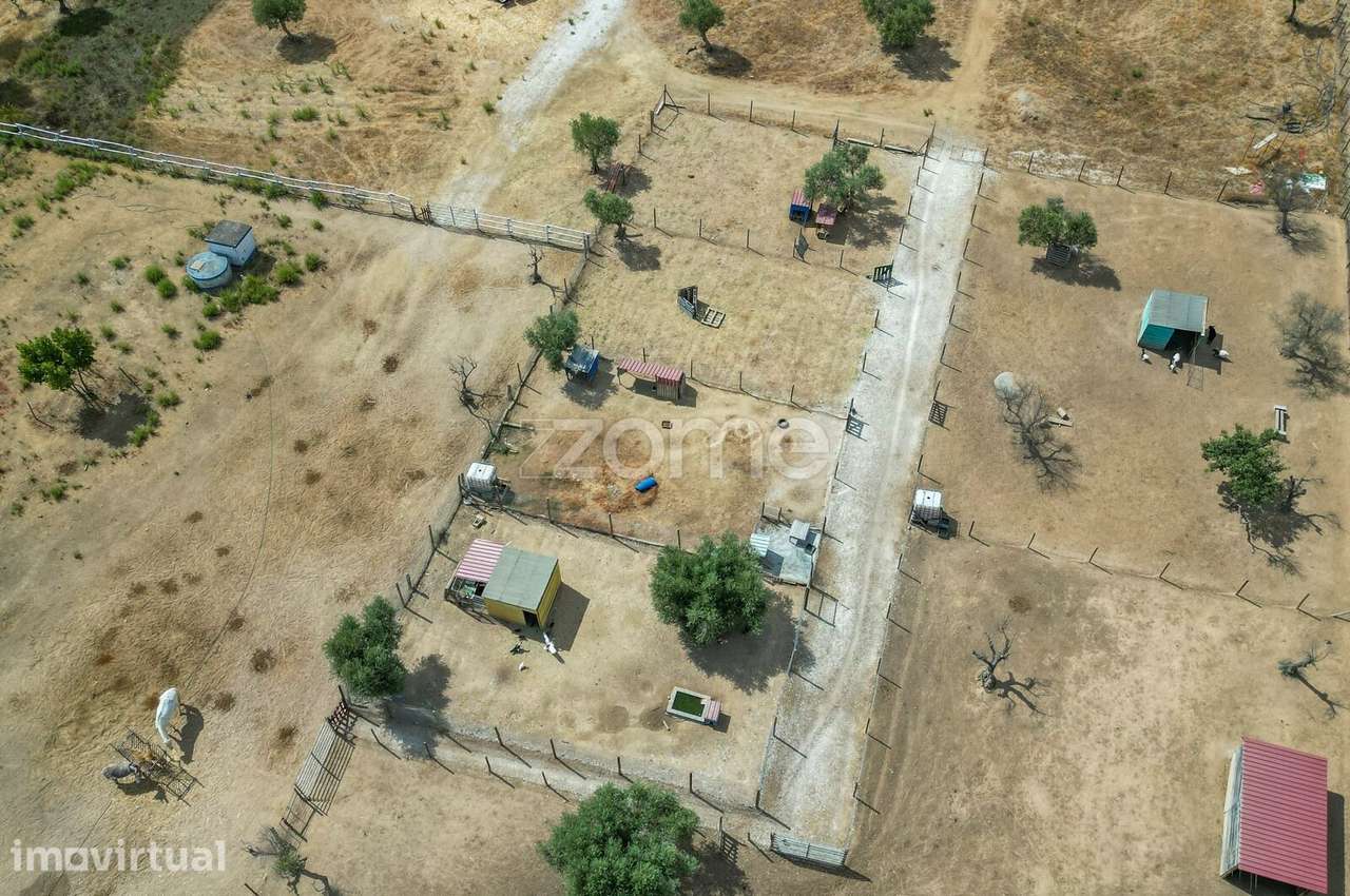 Terreno com 1 ha no Alentejo | Viabilidade construtiva - Grande imagem: 4/6
