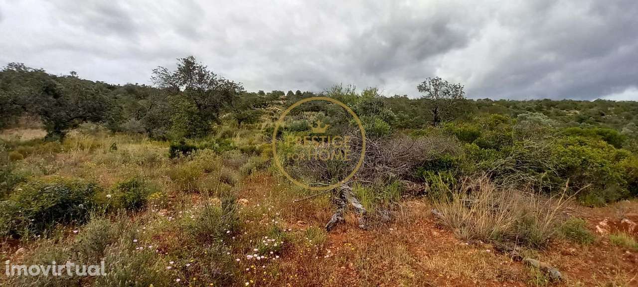 Terreno Rústico com Alfarrobeiras e Amendoeiras - 7.840 m² de Natureza - Grande imagem: 4/18