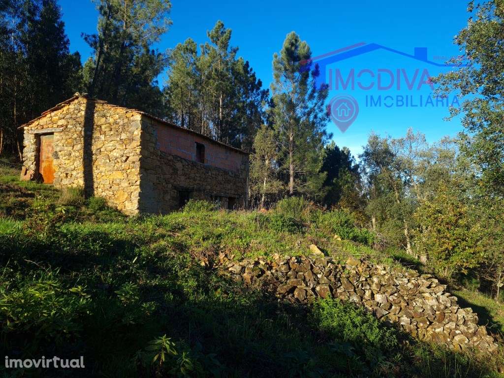Terreno com ruínas, poço e plantação de pinheiros em Pedrógão Grande - Grande imagem: 4/52