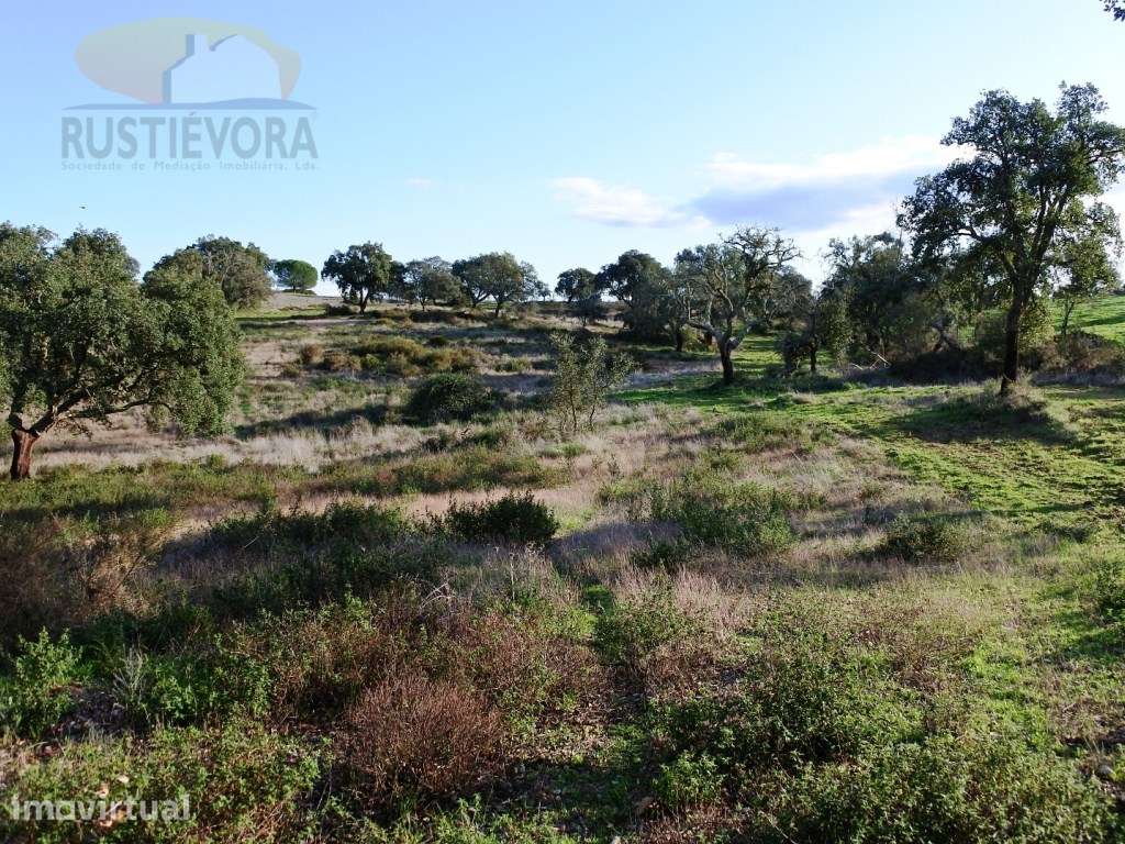 Quinta com 7,5 ha com montado de sobro, com viabilidade de construç... - Grande imagem: 4/12