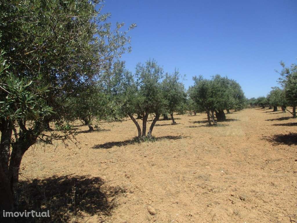 Terreno Rústico em Santiago Maior - Grande imagem: 2/4