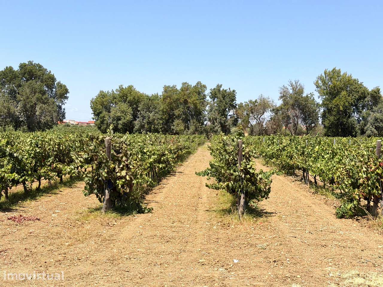 Herdade de Pandeira, Vinha e Olival em Produção em Reguengos de Monsar - Grande imagem: 3/37