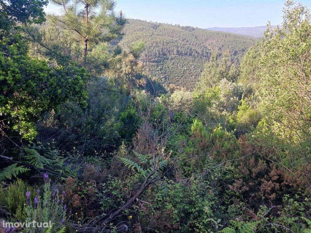 Terreno - Grande imagem: 3/9