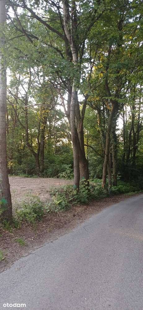 Malownicza działka budowlana | Cisza, natura | 31 km od Krakowa - Pełny obrazek: 5/6