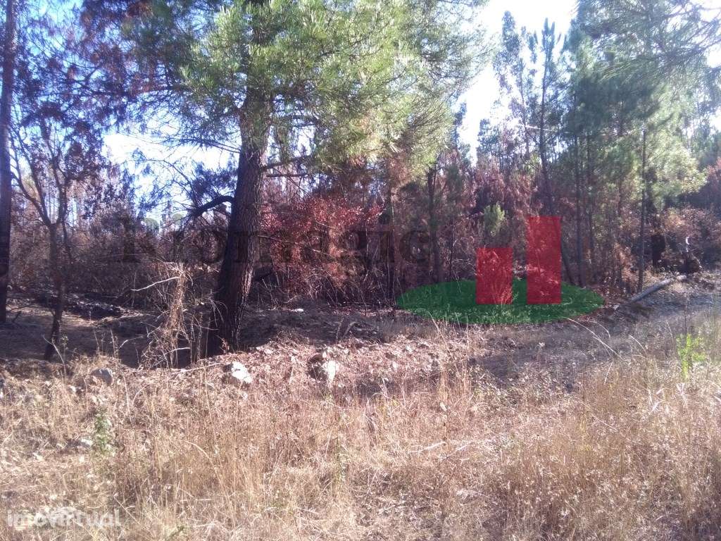 Terreno Rústico Cardigos ***RIOMAGIC*** - Grande imagem: 5/7