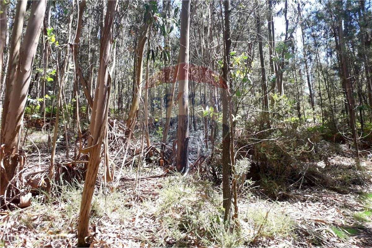 Terreno  para venda - Grande imagem: 3/5