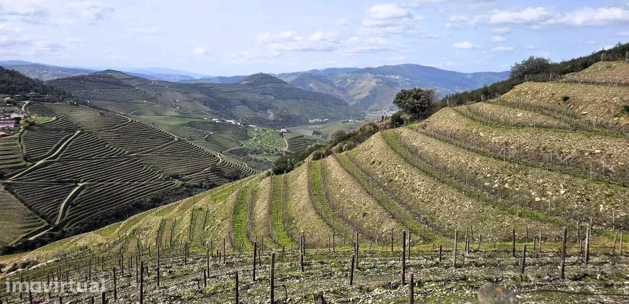 Quinta com 20 Hectares no Douro | Vinha em Produção, Olival e Marca Pr - Grande imagem: 5/20