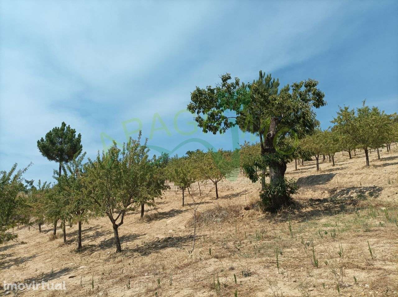 Terreno rústico "Fojo" em Póvoa de Penela - Grande imagem: 3/17