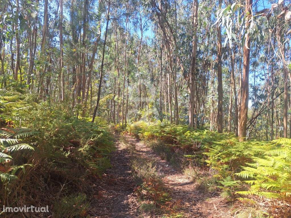 Terreno Eucaliptal em Vale S. Cosme!! - Grande imagem: 3/21