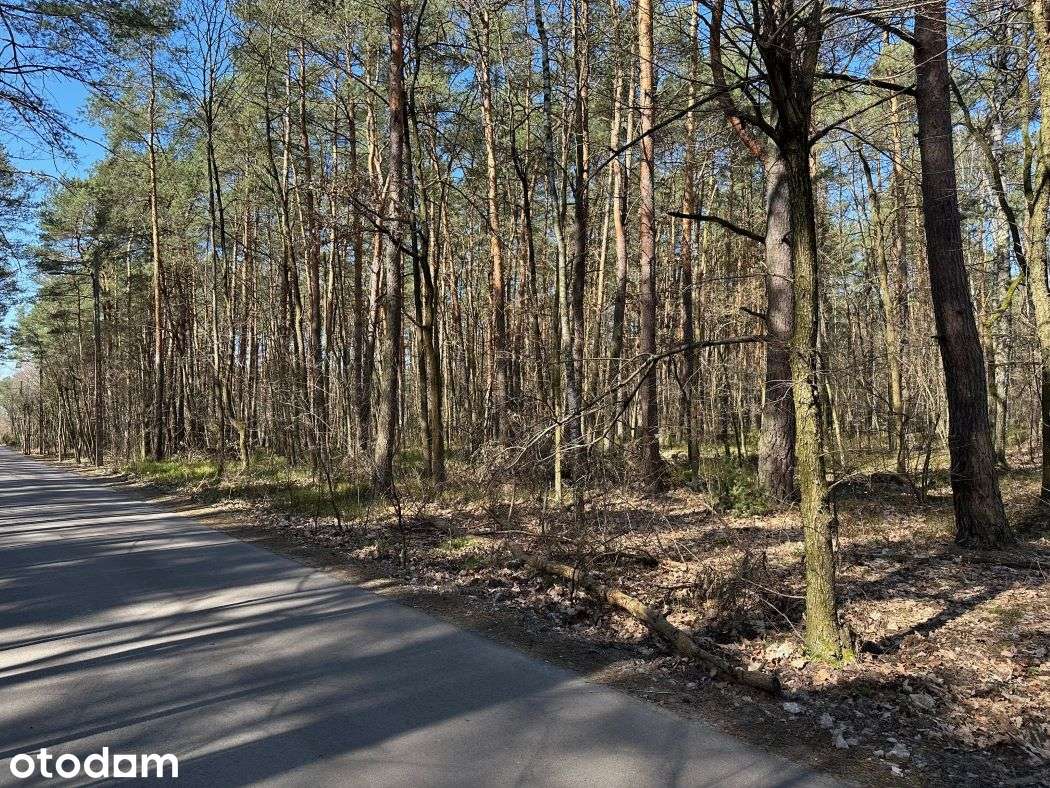 Działka leśna ze starodrzewiem i MPZP w pięknej okolicy 0% - Pełny obrazek: 2/4