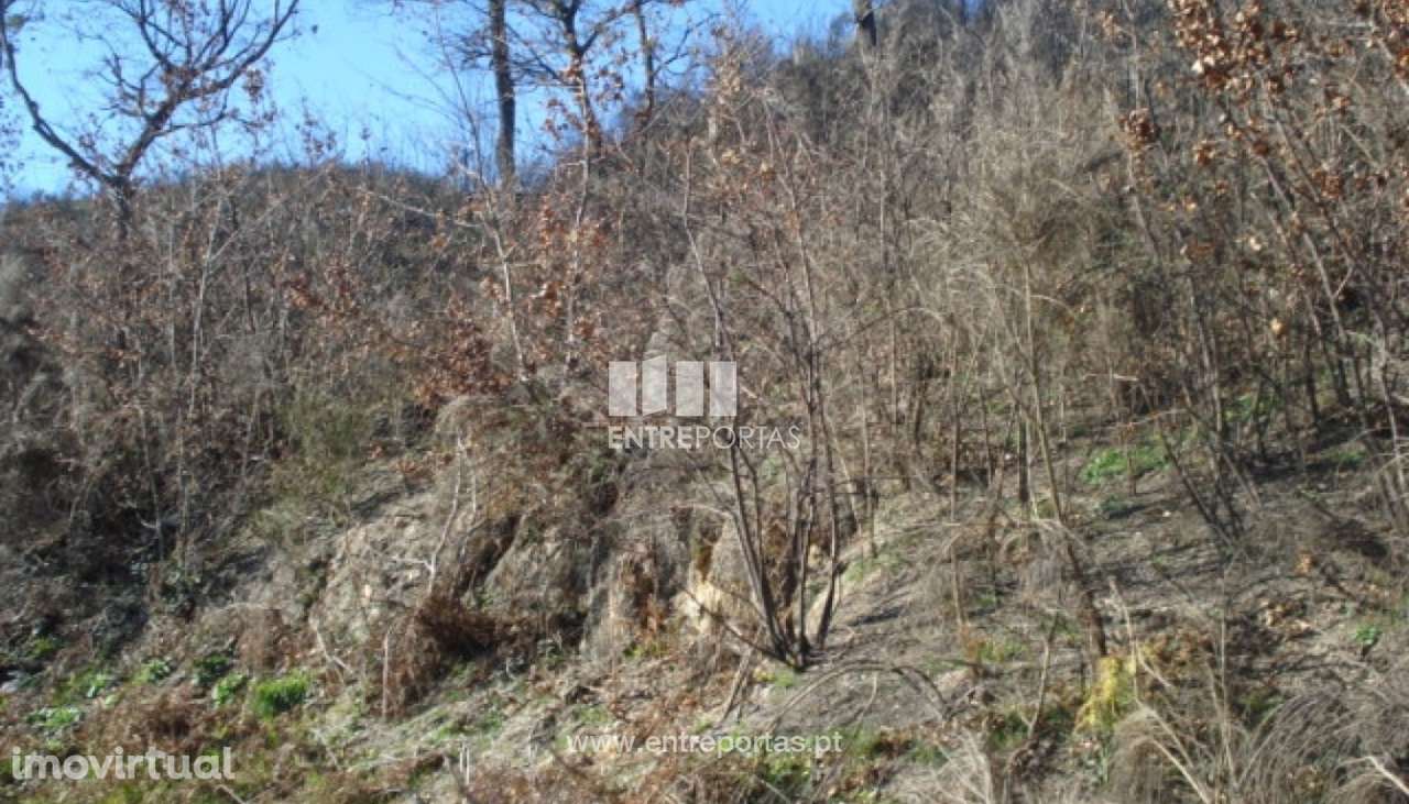 Venda Terreno, Grilo, Baião - Grande imagem: 5/7