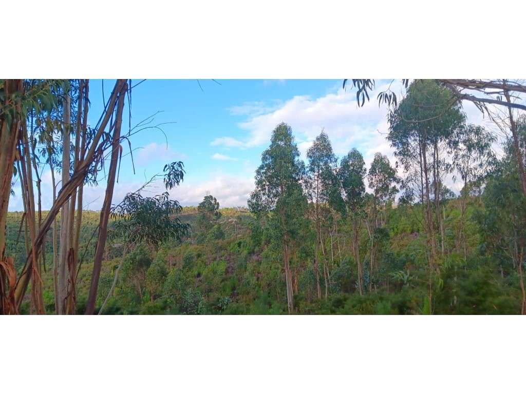 Terreno Rústico com 1.940 m² - Largo, Freguesia de Mação - Grande imagem: 3/8