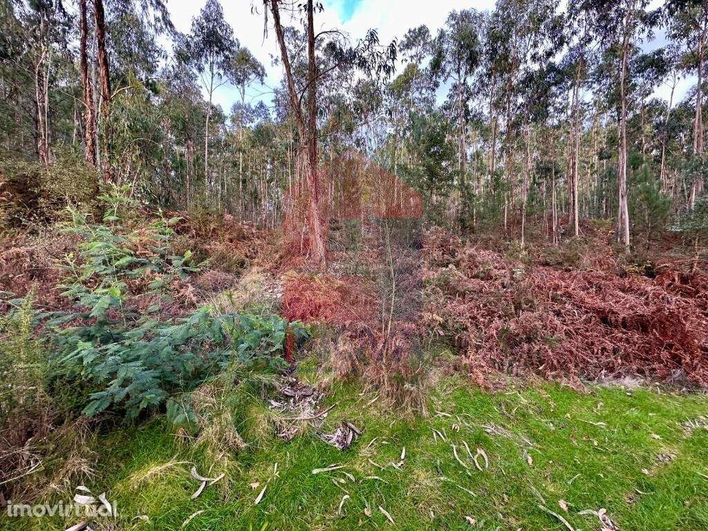 Terreno Florestal, Cervães - Grande imagem: 5/11