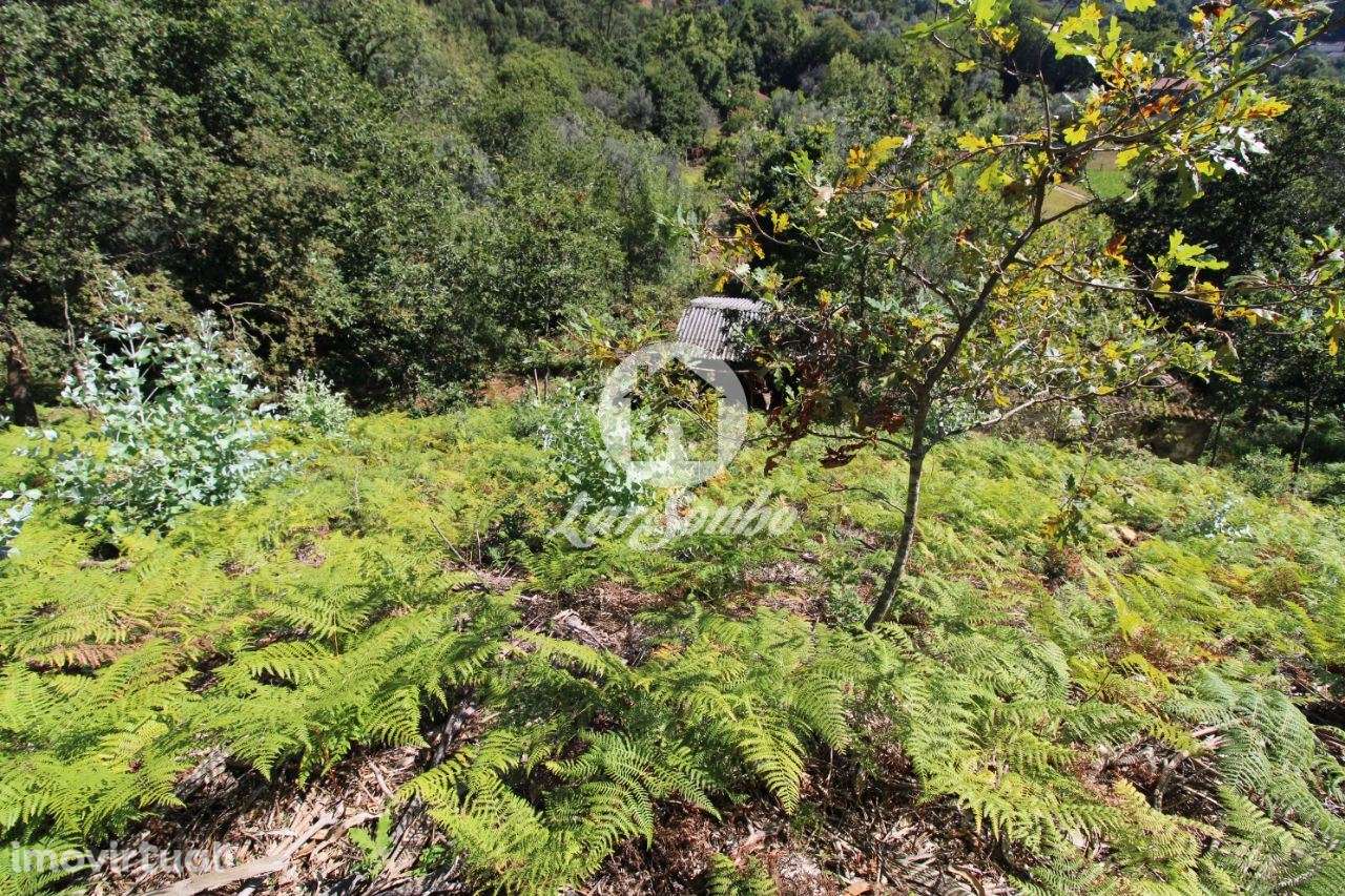 Quintinha com 32.270 m2 em Amares, Braga - Grande imagem: 5/21