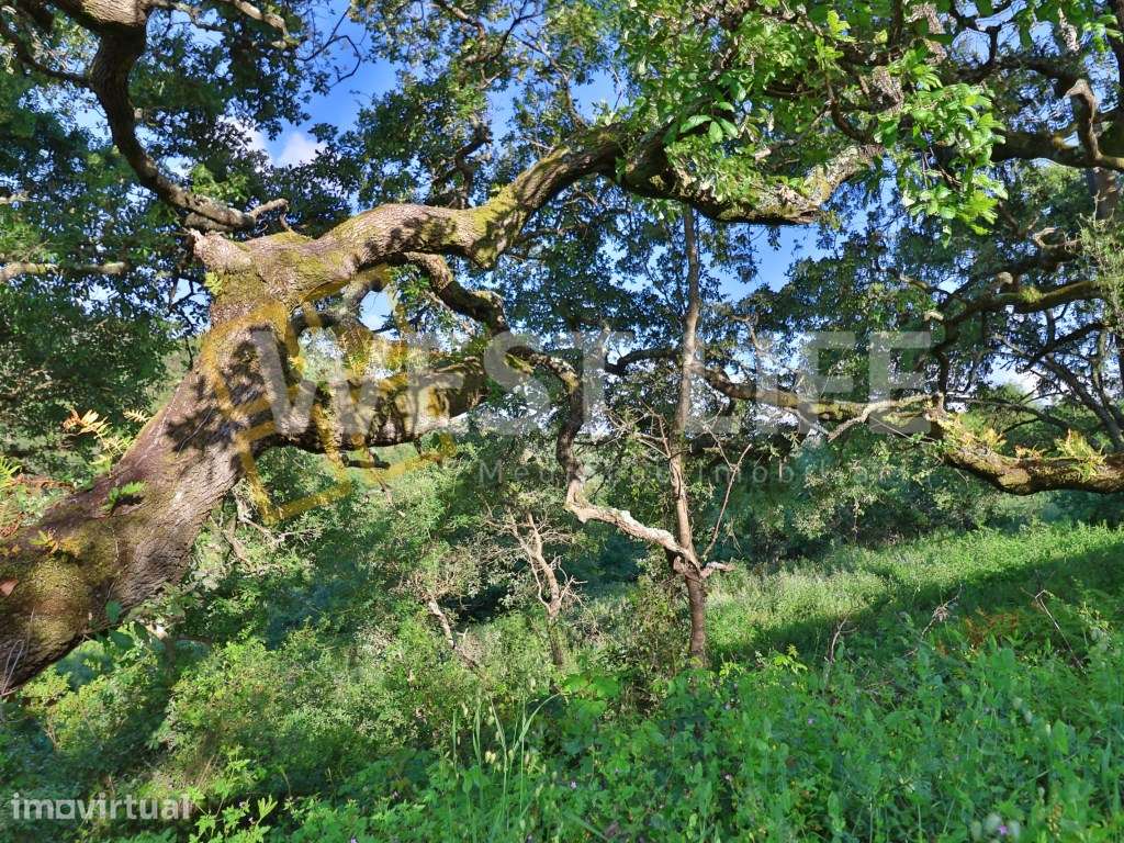 Terreno Rústico com 15560m2 - Natural e Pinhal - EXCLUSIVO WL - Mafra. - Grande imagem: 5/18
