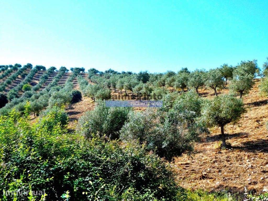 Olival ecológico, 400.000m2, em Barca dAlva. Portugal, Figueira de ... - Grande imagem: 3/9