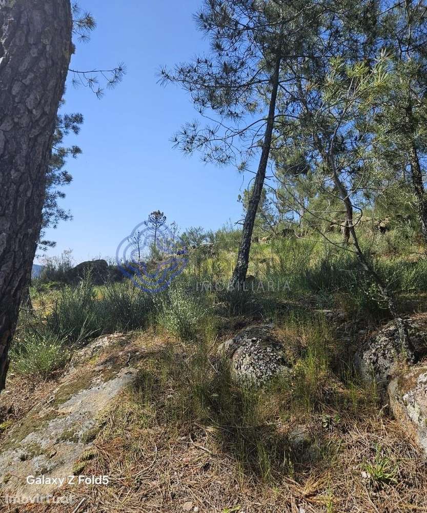 TERRENO CINFÃES - Grande imagem: 2/37