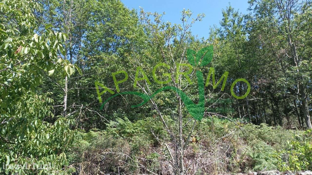 Terreno rústico "Linhares" em Penela da Beira, Penedono - Grande imagem: 3/21