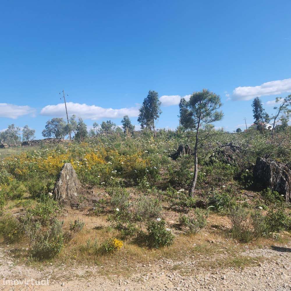 Terreno Rústico com 4000m2, Retaxo, Castelo Branco - Grande imagem: 3/10