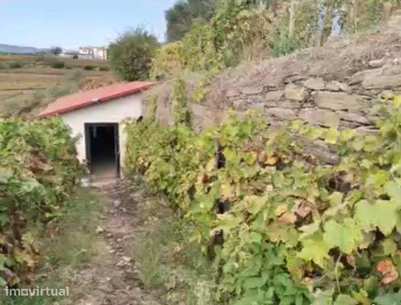 Douro vinhateiro - Vista 3