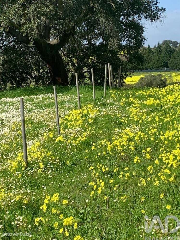 Terreno Agrícola em Palmela - Grande imagem: 2/12