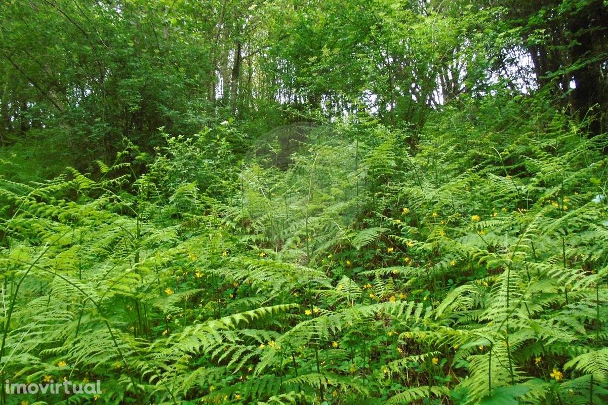 Terreno  para venda - Grande imagem: 5/20