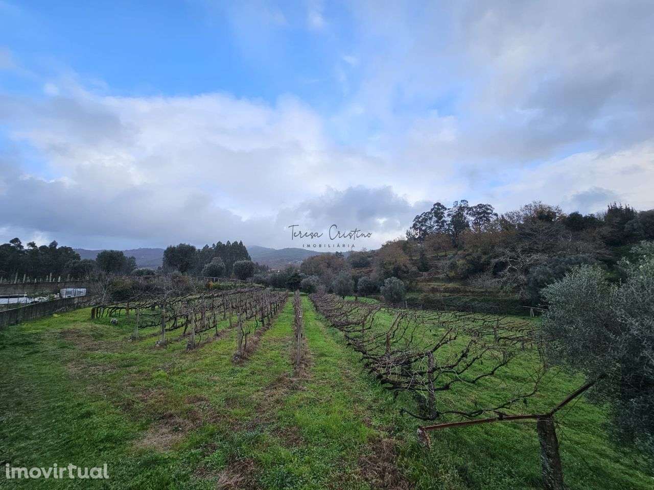 Terreno Rústico em Calheiros - Grande imagem: 2/4