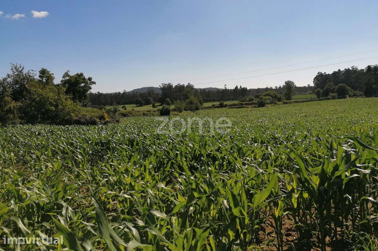 Terreno rustico agrícola com 4.000 M2 em Fradelos-Famalicão - Grande imagem: 4/15