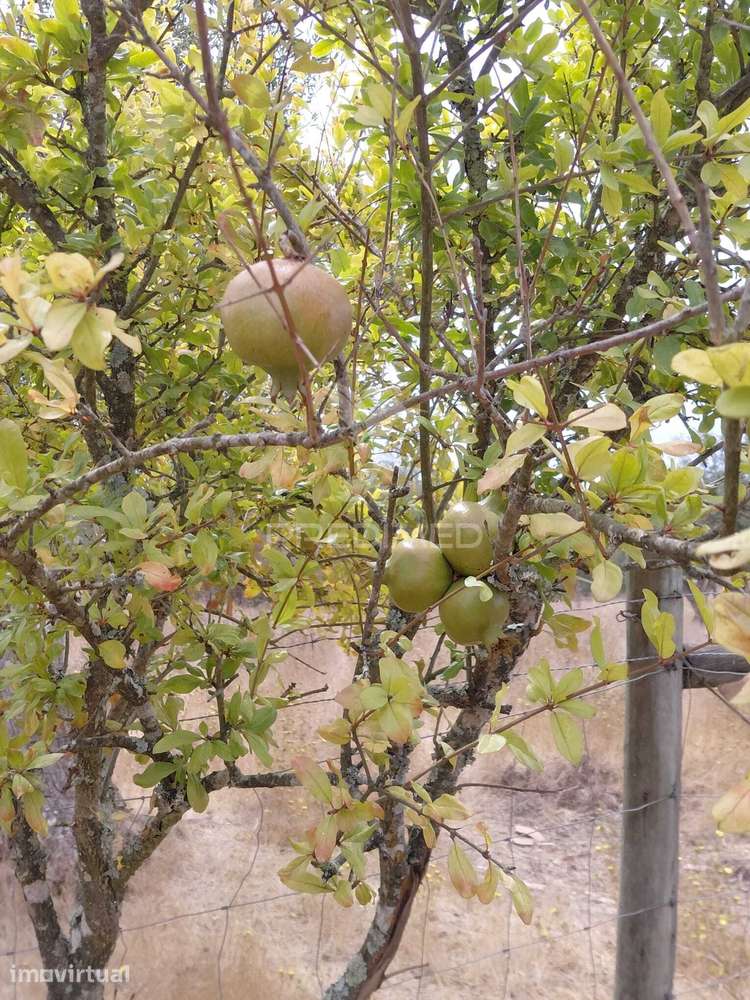 Terreno Misto 0,675 hectares - Grande imagem: 5/12