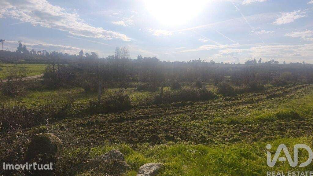 Terreno Agrícola em Seixo da Beira - Grande imagem: 4/24