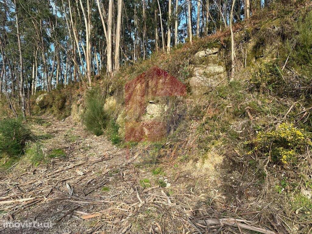 Terreno florestal, Oriz Sta Marinha - Grande imagem: 3/39