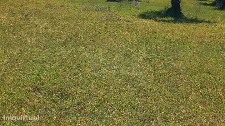 Terreno | Olival de 3ha em Olaia, Torres Novas - Grande imagem: 3/4