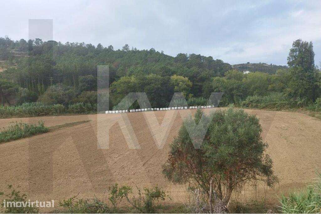 Terreno Agrícola com 7.125 m2 - Santo Isidoro - Ericeira - Grande imagem: 4/15