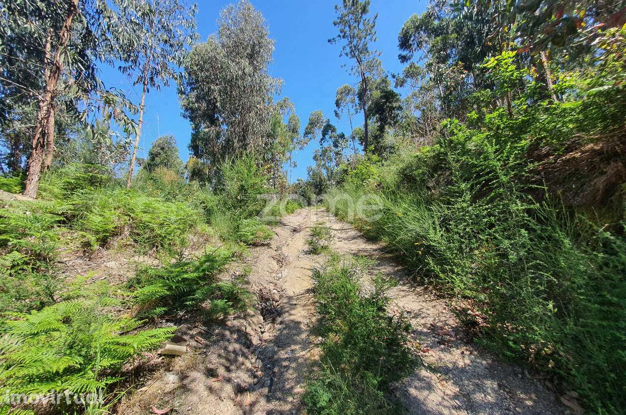 Bouça c/ 14.300m2 em Airó, Barcelos - Grande imagem: 3/38