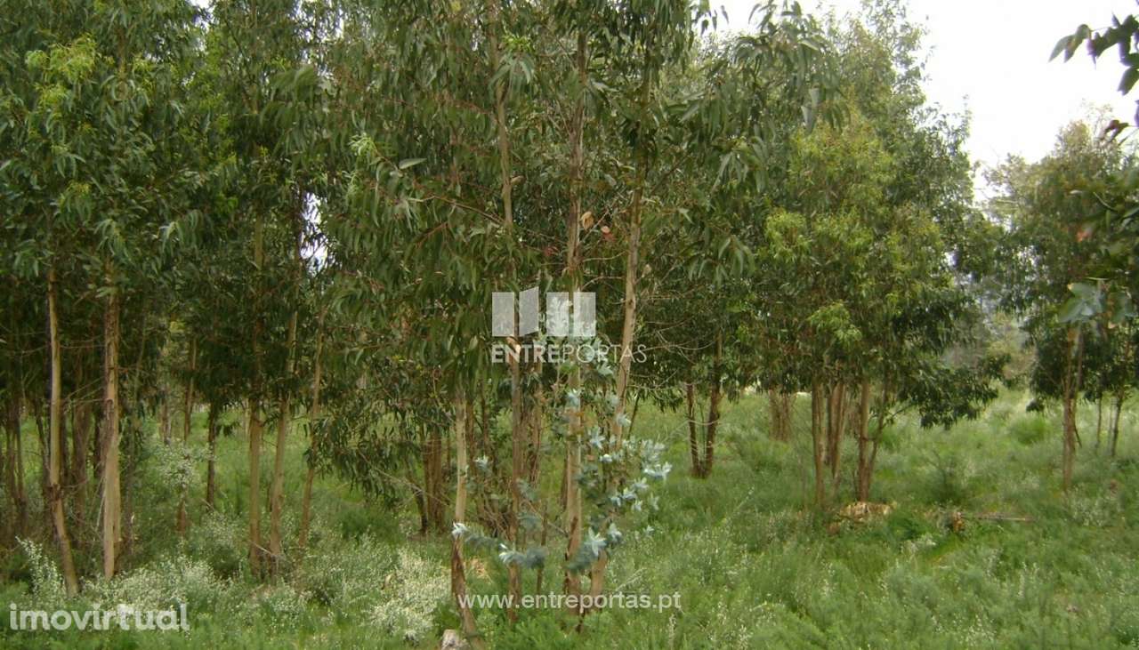 Venda Terreno, Manhuncelos, Marco de Canaveses - Grande imagem: 5/7